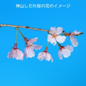 盆栽 桜 神山しだれ桜 サクラ さくら 桜 シ...の詳細画像4