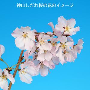 盆栽 桜 神山しだれ桜 サクラ さくら 桜 シ...の詳細画像5
