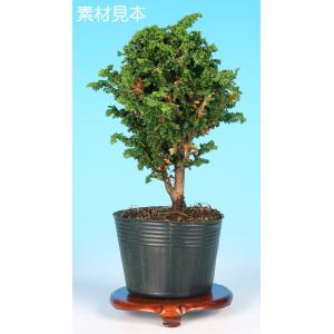 楓盆栽③ 盆栽 ミニ盆栽 「楓 挿し木3年生」 カエデ かえで 小品 葉物