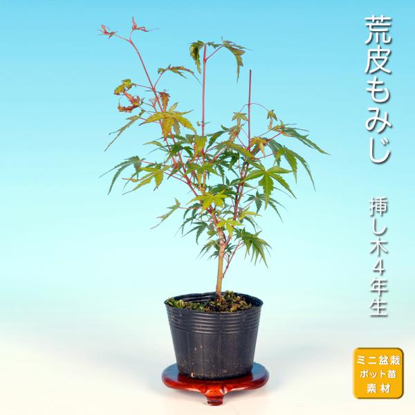 盆栽 荒皮もみじ モミジ 幹肌が早く古くなる 古木感が早く味わえる 小品盆栽 ミニ盆栽 葉物盆栽 盆...