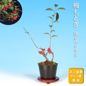 盆栽：枸杞（クコ）くこ*(鉢カケ有)現品 kuko bonsai Lycium chinense