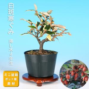 盆栽 ミニ盆栽 「姫百日紅」 サルスベリ さるすべり 花物 小品盆栽
