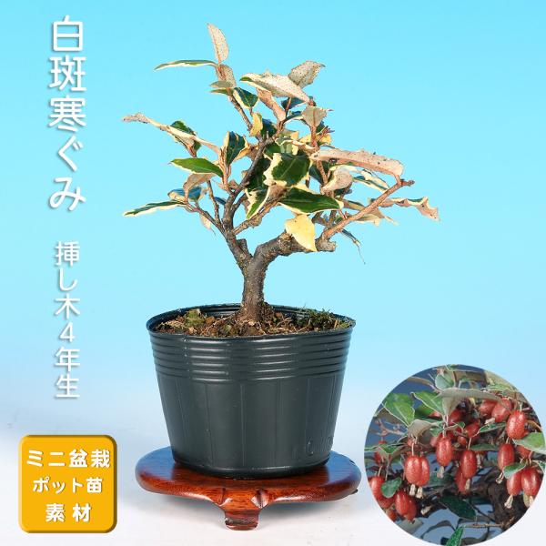 盆栽 白斑寒ぐみ グミ 茱萸 ナワシログミ 小品盆栽 ミニ盆栽 実物 雑木 盆栽素材 苗木