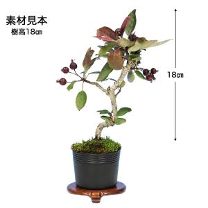 【珍しい紫色の花と実】 盆栽 紫実姫りんご 根...の詳細画像2
