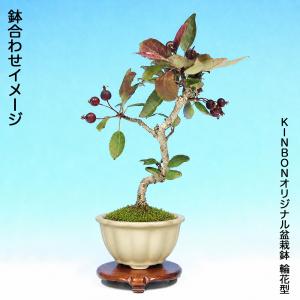【珍しい紫色の花と実】 盆栽 紫実姫りんご 根...の詳細画像3