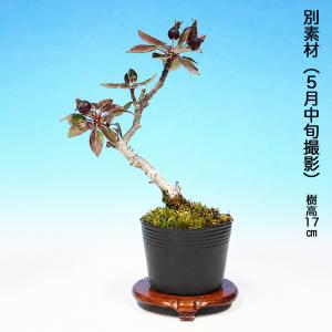 【珍しい紫色の花と実】 盆栽 紫実姫りんご 根...の詳細画像4