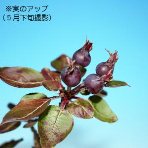 【珍しい紫色の花と実】 盆栽 紫実姫りんご 根...の詳細画像5