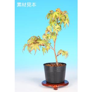 盆栽小鉢：青香(せいか)（長方鉢 12.2cm）* 資材 : 遊恵盆栽