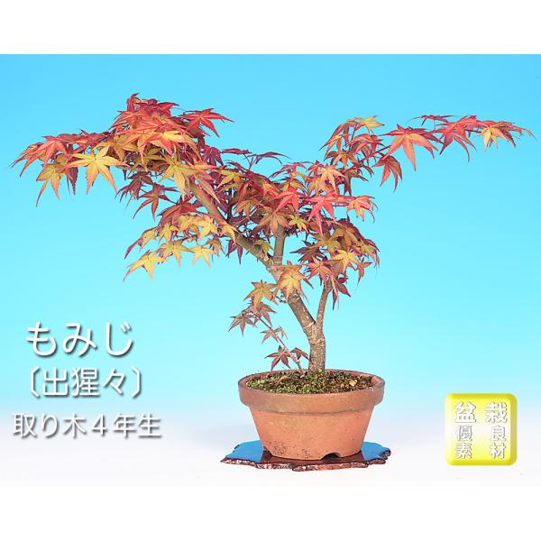 盆栽 もみじ 出猩々 取り木4年生 モミジ 芽出しがきれい 新葉が赤く美しい 葉物盆栽 盆栽素材