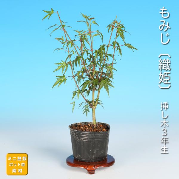 盆栽 もみじ 織姫 モミジ 織姫もみじ 芽数が多い 葉が小さい 小品盆栽 ミニ盆栽向き 葉物盆栽 盆...