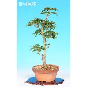 盆栽 ミニ盆栽 「楓 挿し木3年生」 カエデ かえで 小品 葉物 苗木