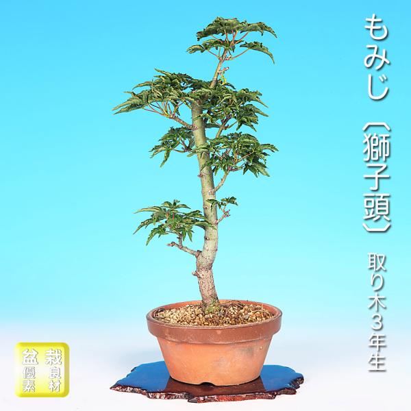 盆栽 もみじ 獅子頭 モミジ シシガシラ 葉芸が魅力 縮れて密集する葉 真っ赤な紅葉 葉物盆栽 盆栽...