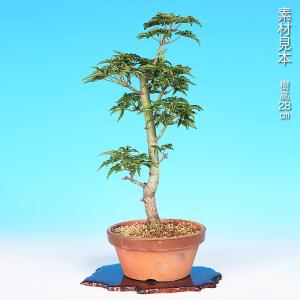 盆栽 もみじ 獅子頭 モミジ シシガシラ 葉芸...の詳細画像1