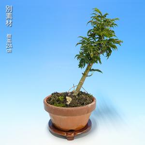 盆栽 もみじ 獅子頭 モミジ シシガシラ 葉芸...の詳細画像3