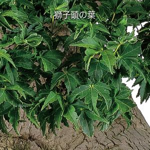 盆栽 もみじ 獅子頭 モミジ シシガシラ 葉芸...の詳細画像4