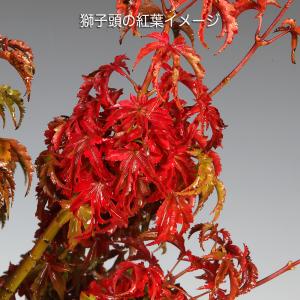 盆栽 もみじ 獅子頭 モミジ シシガシラ 葉芸...の詳細画像5