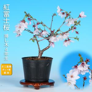 盆栽 桜 神山しだれ桜 サクラ さくら シダレ桜 シダレザクラ