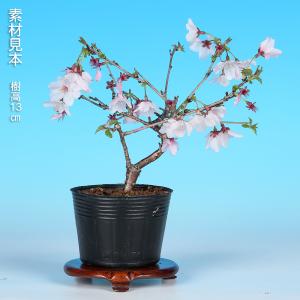 盆栽 紅富士桜 サクラ さくら 桜 フジザクラ...の詳細画像1