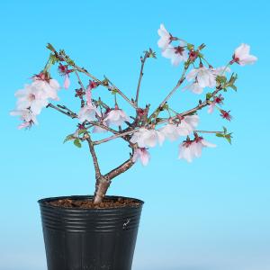 盆栽 紅富士桜 サクラ さくら 桜 フジザクラ...の詳細画像2