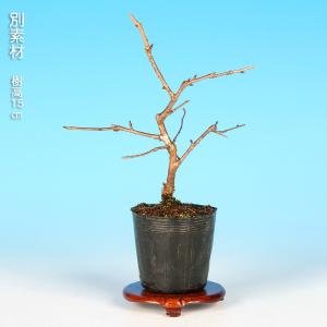 盆栽 紅富士桜 サクラ さくら 桜 フジザクラ...の詳細画像3