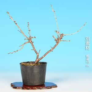 盆栽 紅富士桜 サクラ さくら 桜 フジザクラ...の詳細画像4