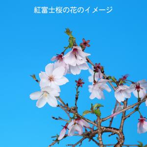 盆栽 紅富士桜 サクラ さくら 桜 フジザクラ...の詳細画像5