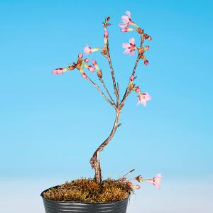 盆栽 富士桜 おかめ サクラ さくら オカメ ...の詳細画像2