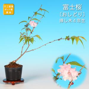盆栽 富士桜 みどり ミドリザクラ サクラ さくら 桜 フジザクラ