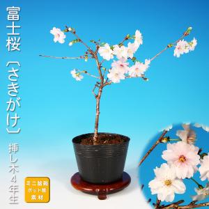 盆栽 桜 神山しだれ桜 サクラ さくら シダレ桜 シダレザクラ