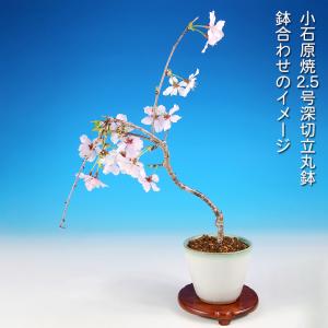 盆栽 富士桜 しだれ シダレ 枝垂れ フジシダ...の詳細画像3