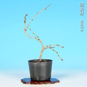 盆栽 富士桜 しだれ シダレ 枝垂れ フジシダ...の詳細画像5