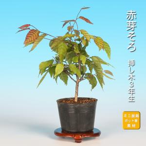 盆栽 石化桧 挿し木2年生 7.5cmポット入り 銀芽 檜 桧 ヒノキ