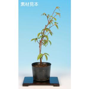 盆栽小鉢：美芸（常滑）六角鬼面足面付鉢 21.5cm*資材 : 遊恵盆栽