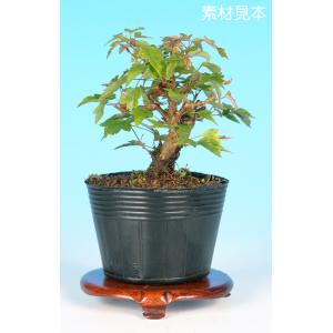 盆栽 『椿』 ヤブツバキ インテリア 観葉植物 ガーデニング 送料無料 b090 盆栽 『椿』 ヤブツバキ インテリア 観葉植物 ガーデニング 送料