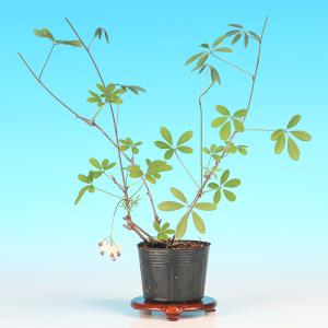 盆栽 一才あけび 交配用 挿し木4年生 7.5...の詳細画像1