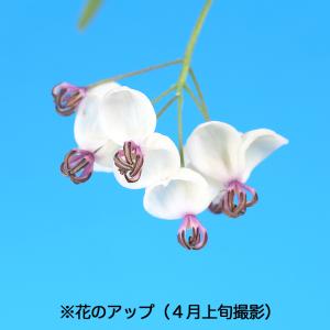 盆栽 一才あけび 交配用 挿し木4年生 7.5...の詳細画像2