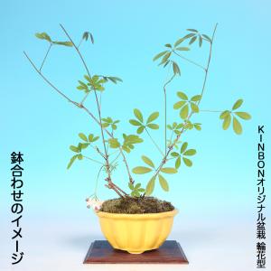 盆栽 一才あけび 交配用 挿し木4年生 7.5...の詳細画像4