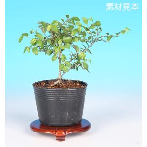 盆栽小鉢：秀峰（長方鉢 4.7cm）現品もの* 資材 : 遊恵盆栽