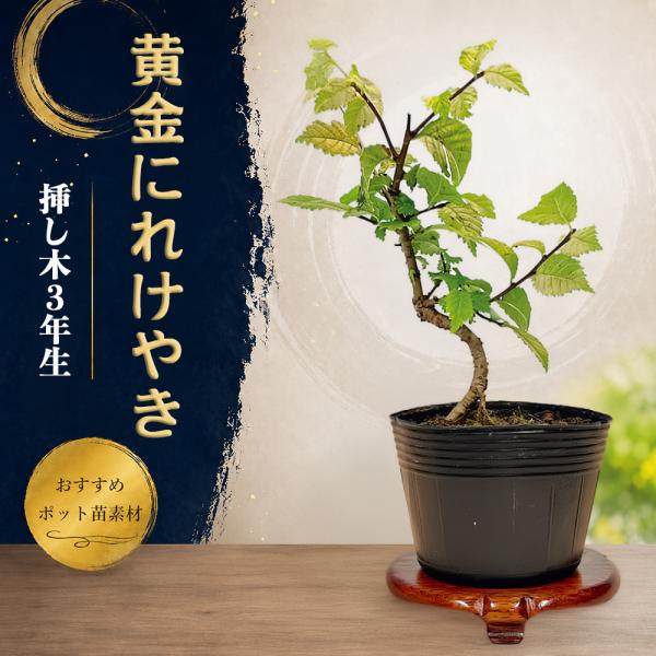 盆栽 黄金にれけやき 挿し木3年生 7.5cmポット ニレケヤキ 楡欅 ミニ盆栽 小品盆栽 苗木 盆...