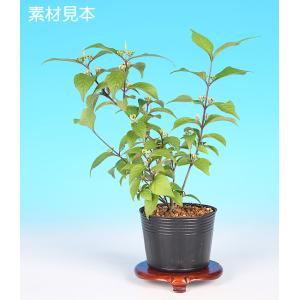 豆盆栽 ニシキギ盆栽 錦木（にしきぎ・小さな盆栽 錦木）小盆栽 4201