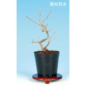 ✿２　盆栽 中サイズ 八房 ヒノキ ✿2 盆栽 中サイズ 八房 ヒノキ