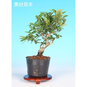 盆栽 ミニ盆栽 「荒皮いぼた」　イボタ 花物 実物 小品盆栽 盆栽素材 苗木 ポット苗 水蝋｜bonsaisaite