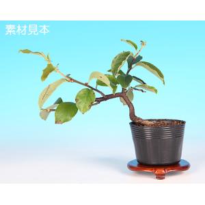 盆栽 ミニ盆栽 「黄金一位」 いちい イチイ 松柏 小品盆栽 盆栽素材