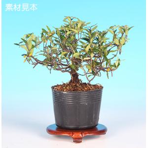 盆栽 ミニ盆栽 「楓 挿し木3年生」 カエデ かえで 小品 葉物 盆栽 ミニ盆栽 「楓 挿し木3年生」 カエデ かえで 小品 葉物