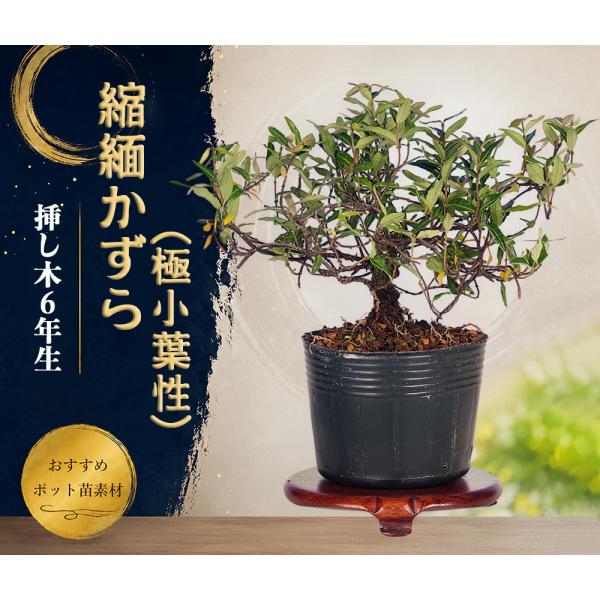 盆栽 縮緬かずら 極小葉性 挿し木6年生 7.5cmポット 小品盆栽 ミニ盆栽 縮緬蔓 盆栽素材 初...