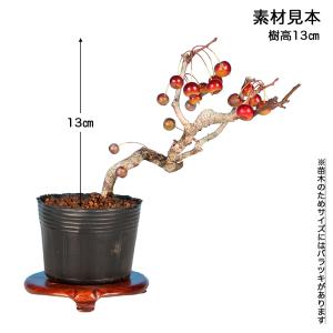 盆栽 鈴成海棠 根伏せ4年生 7.5cmポット...の詳細画像3