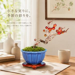 盆栽 鈴成海棠 根伏せ4年生 7.5cmポット...の詳細画像4