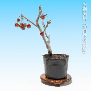 盆栽 鈴成海棠 根伏せ4年生 7.5cmポット...の詳細画像5