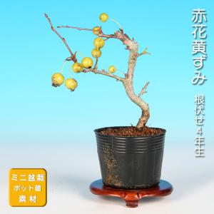 三河盆栽　海堂　カイドウ　盆栽　実物　リンゴ 三河盆栽 海堂 カイドウ 盆栽 実物 リンゴ 盆栽 りんご