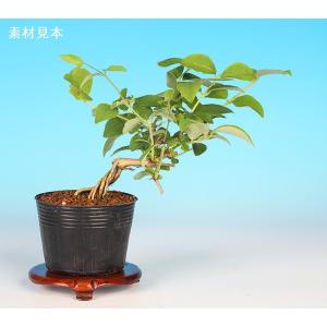 楓盆栽③ 盆栽 ミニ盆栽 「楓 挿し木3年生」 カエデ かえで 小品 葉物